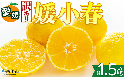 [[訳あり]愛媛県産 媛小春 約1.5kg]『2027年2月上旬〜3月下旬迄順次発送予定』わけあり 訳アリ 希少品種 ひめこはる 高級柑橘 みかん 蜜柑 果物 くだもの フルーツ ミカン 果汁 国産 特産品 株式会社三代目みかん職人 愛媛 西予市[冷蔵]OSM0007
