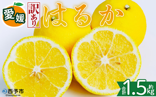 [[訳あり]愛媛県産 はるか 約1.5kg]『2027年2月中旬〜3月上旬迄順次発送予定』わけあり 訳アリ 果肉 ハルカ 産地直送 みかん 蜜柑 訳あり 果物 くだもの フルーツ ミカン 果汁 国産 特産品 株式会社三代目みかん職人 愛媛 西予市[常温]OSM0013