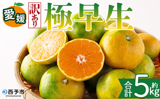 ＜【訳あり】愛媛県産 極早生 約5kg＞『2026年10月上旬～11月下旬迄順次発送予定』わけあり 訳アリ あまずっぱい 甘酸っぱい ごくわせ みかん 蜜柑 訳あり 果物 くだもの フルーツ ミカン 果汁 国産 特産品 株式会社三代目みかん職人 愛媛 西予市【常温】OSM0026