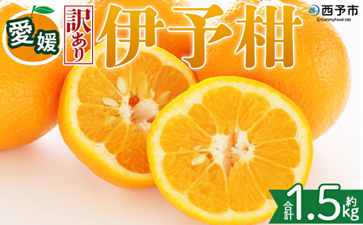 [[訳あり]愛媛県産 伊予柑 約1.5kg]『2027年1月上旬〜3月下旬迄順次発送予定』わけあり 訳アリ 果肉 いよかん ジューシー みかん 蜜柑 果物 くだもの フルーツ ミカン 果汁 国産 特産品 株式会社三代目みかん職人 愛媛 西予市[常温]OSM0010