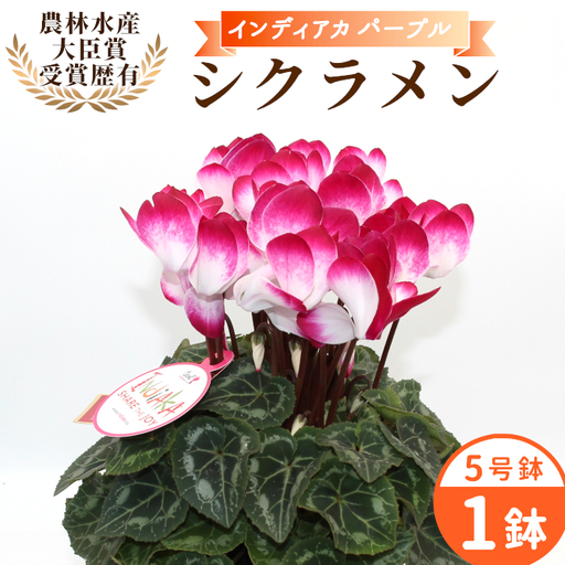 [予約品]シクラメン インディカ 色:パープル 農林水産大臣賞受賞歴あり 愛知県産 シクラメン 5号鉢 花 プレゼント 贈り物 鉢花 鉢 ガーデン ガーデニング 愛知県産 クリスマス -271
