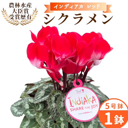 [予約品]シクラメン インディカ 色:レッド 農林水産大臣賞受賞歴あり 愛知県産 シクラメン 5号鉢 花 プレゼント 贈り物 鉢花 鉢 ガーデン ガーデニング 愛知県産 クリスマス -273