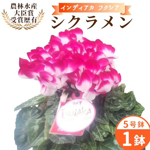 [予約品]シクラメン インディカ 色:フクシア 農林水産大臣賞受賞歴あり 愛知県産 シクラメン 5号鉢 花 プレゼント 贈り物 鉢花 鉢 ガーデン ガーデニング 愛知県産 クリスマス -272
