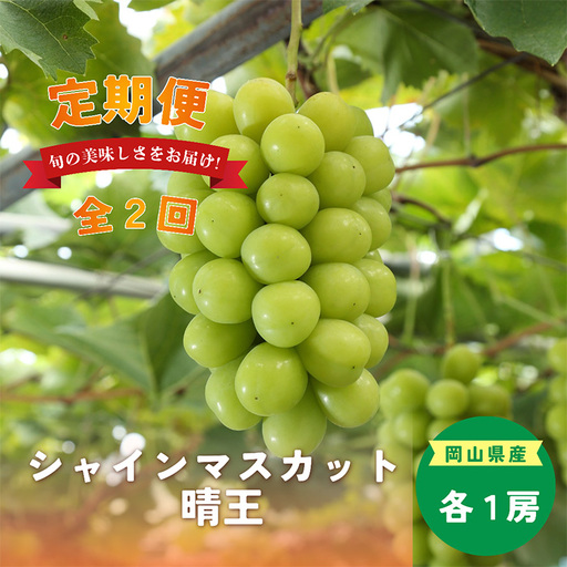 岡山県産 シャインマスカット『晴王』定期便 全2回