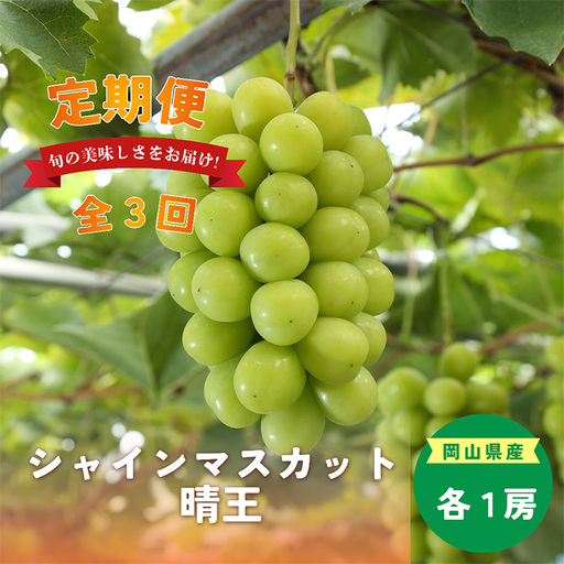 岡山県産 シャインマスカット『晴王』定期便 全3回