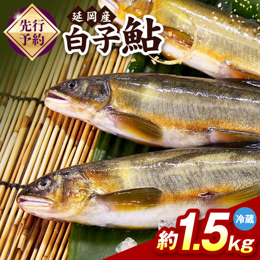 [先行予約]2026年10月下旬より発送開始[冷蔵]白子鮎約1.5kg N070-YA865-1