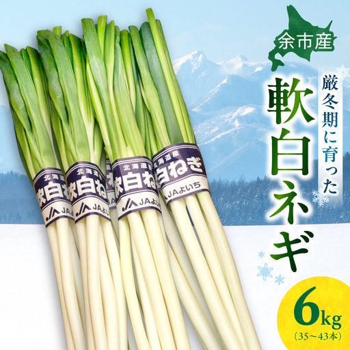 [先行予約:2026年12月中旬以降発送]厳寒期の希少品[北海道余市産 軟白ネギ]6kg 加熱で極甘 とろける柔らかさ 白い部分が長い 甘味抜群 