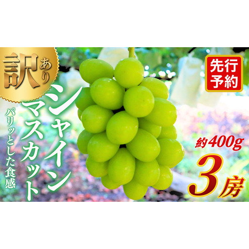 [★先行予約][訳あり]長野県産シャインマスカット 約400g×3房 見た目にワケあり 味はそのまま 果物 旬のフルーツ 長野県 上田 信州