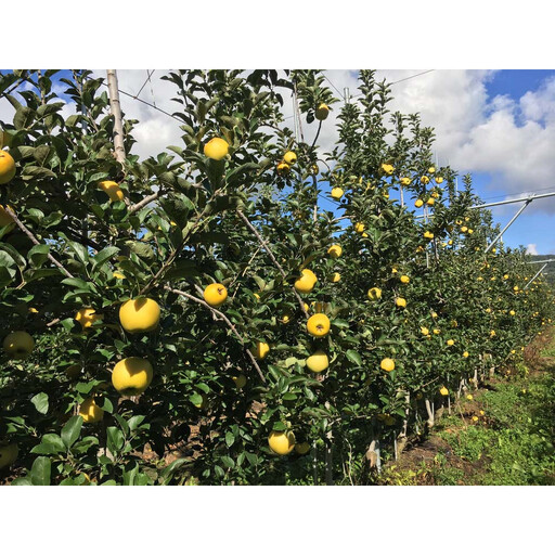 長野市産シナノゴールド訳あり家庭用2kg|産地よりお届け濃厚りんご シナノゴールド