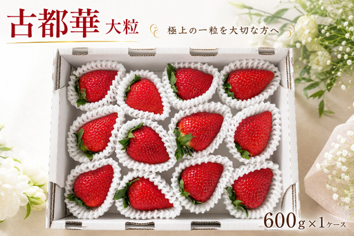 [2027年2月〜発送]和だや 大粒 期間限定(2月よりなくなり次第終了)古都華