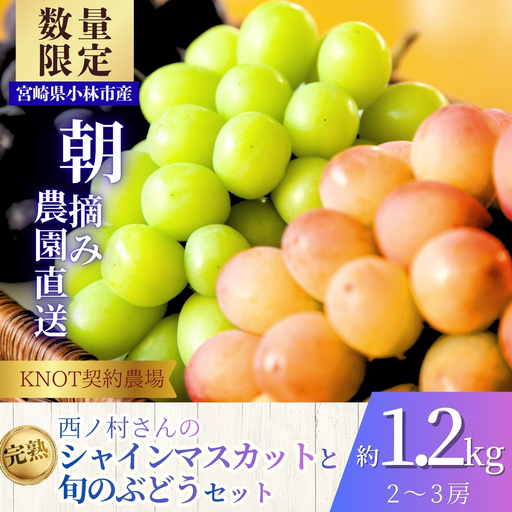 完熟たわわシャインマスカットと旬ぶどうセット2kg（3～5房）（フルーツ ぶどう シャインマスカット 贈答用 産地直送 契約農場 おすすめ ふるさと 宮崎)