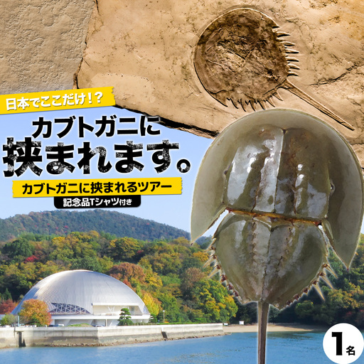 カブトガニに挟まれるツアー 記念品Tシャツ付き 1名 カブトガニ博物館
