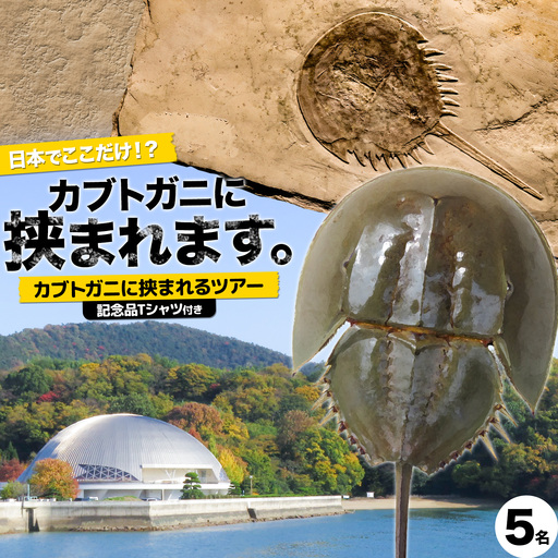 カブトガニに挟まれるツアー 記念品Tシャツ付き 5名 カブトガニ博物館
