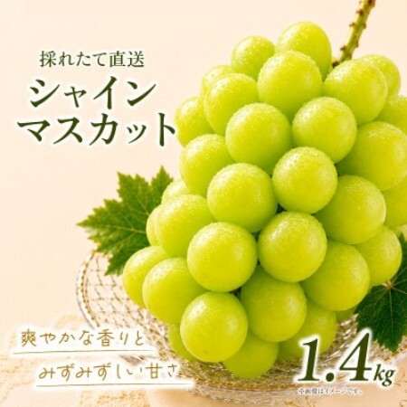 シャインマスカット 約1.4kg (2房)【2026年発送】茨城県産フルーツ 人気のぶどう【配送不可地域：離島・沖縄県】【1751122】