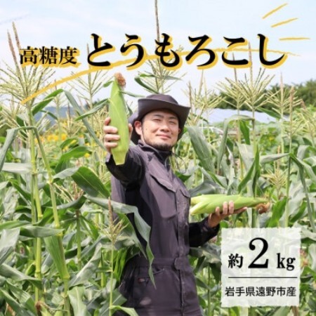 【先行予約】菊池一真の とうもろこし ゴールドラッシュ 約2kg 【2026年7月下旬～発送】【配送不可地域：離島】【1579762】