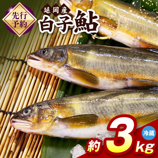 [先行予約]2026年10月下旬より発送開始[冷蔵]白子鮎約3kg N070-YC426-1