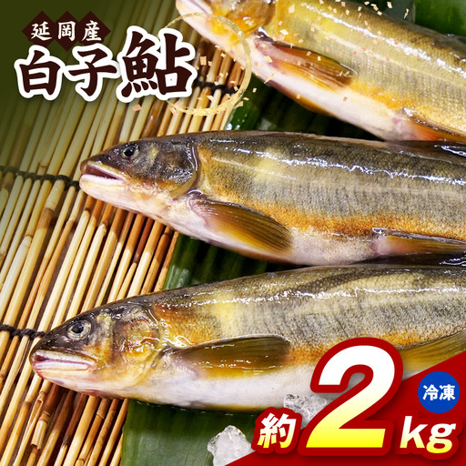 [冷凍]白子鮎約2kg N070-YB358-2