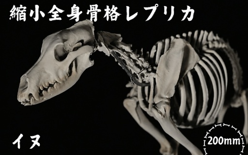 全身 骨格 レプリカ イヌ 縮小 / 標本 コレクション プラモデル 動物 犬 フィギュア インテリア 模型 動物 博物館 頭蓋骨 ミニチュア 3D プリント【anf949-shk-inu】