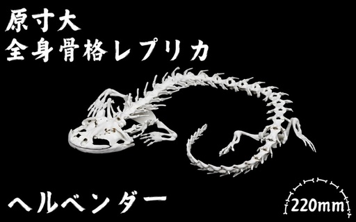 全身 骨格 レプリカ ヘルベンダー 原寸大 / 標本 コレクション プラモデル 実物大 動物標本 骨格 オオサンショウウオ フィギュア インテリア 模型 動物 両生類 爬虫類 博物館 頭蓋骨 ミニチュア オブジェ 3D プリント【anf949-gns-hel】