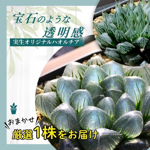 特選美種:多肉植物 ハオルチア 実生オリジナル苗 おまかせ1種[埼玉県 春日部市 観葉 インテリア グリーン 室内栽培 育成 希少品 コレクション 趣味 愛好家 お取り寄せ]
