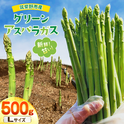 [期間限定発送] アスパラ グリーンアスパラガス L 500g
