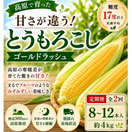 【2週間毎定期便】朝採り出荷　長野県茅野市産　とうもろこし　計約4kg全2回【配送不可地域：離島・北海道・沖縄県】【4088494】