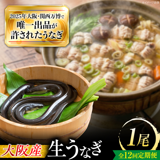 【全12回定期便】 鰻 美陵鰻の生鰻 1尾 / 美陵鰻 鰻 うなぎ ウナギ 蒲焼 蒲焼き かば焼き 白焼き 白焼 肉厚 うな重 うな丼 山椒 国産 スタミナ 土用 丑の日 土用の丑の日 贈答 ギフト / 大阪府藤井寺市/株式会社れいわ水産[BLAL062]