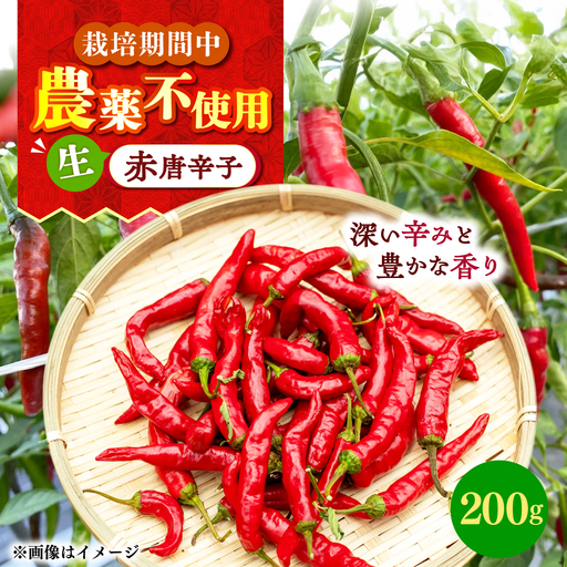 【栽培期間中農薬不使用】赤唐辛子 フレッシュ 200g 大村市 たぬき池自然農園/ 唐辛子 生唐辛子 トウガラシ とうがらし[ACCJ006]