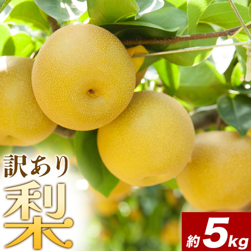 【先行予約】梨 訳あり梨  約5kg 株式会社Foody’s《2026年8月下旬-10月下旬頃出荷》なし 和梨 フルーツ 果物 ご家庭用 不揃い キズあり 菊池市産 熊本県産 九州産