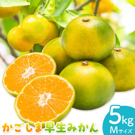 かごしま早生みかん M 5kg 田野農園[10月中旬-1月中旬頃出荷]鹿児島県 さつま町