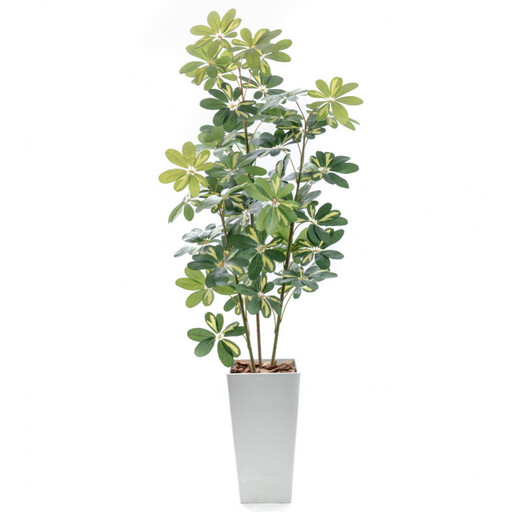 人工観葉植物 カポック斑入り 160cm 樹脂鉢Lサイズ白 SC触媒加工済