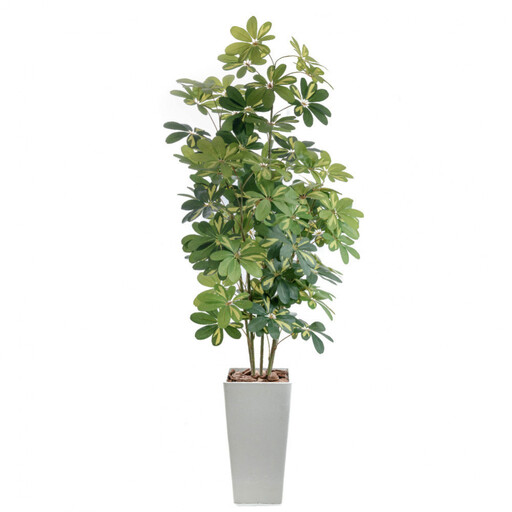 人工観葉植物 カポック斑入り 185cm 樹脂鉢Lサイズ白 SC触媒加工済