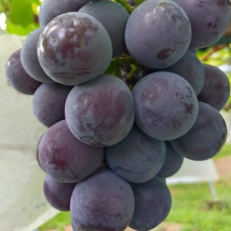 甘味と酸味が絶妙なバランスの大粒で濃い紫のピオーネ【1750950】