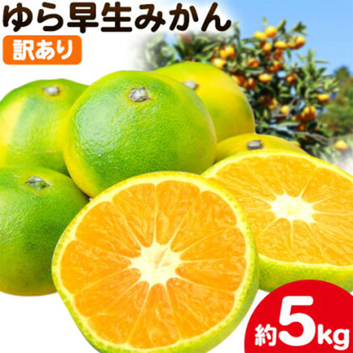 訳あり ゆら早生みかん 5kg 圦本農園