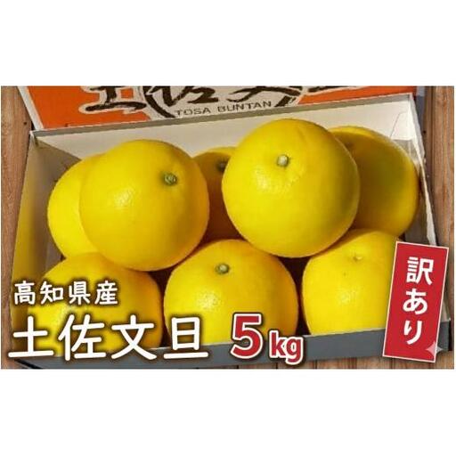 訳あり 土佐文旦 [ 5kg ] 2027年1月下旬より発送 高知県産 文旦 産地直送 季節限定