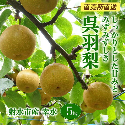 [射水のおいしい果実][梨]直売所直送 野開梨園の“呉羽梨" 幸水5kg(14〜16個/箱)※2026年8月〜発送