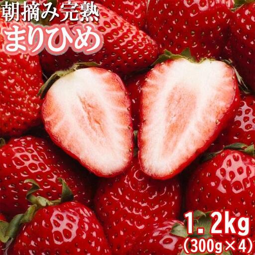 朝摘み完熟まりひめ約1.2kg（300g前後×4トレイ）［和歌山ブランド苺まりひめ］［こだわりの土耕栽培のいちごを農家直送］［IKE97］