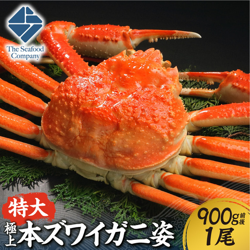 極上!特大本ズワイ蟹の姿 本ズワイ蟹 900g 1尾 | かに ズワイガニ 北海道 札幌市