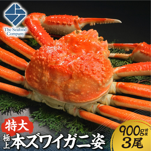 極上！特大本ズワイ蟹の姿　本ズワイ蟹　900g　3尾 | かに ズワイガニ 北海道 札幌市