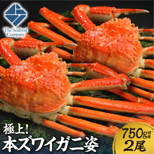 極上!本ズワイ蟹の姿 750g 2尾 | かに ズワイガニ 北海道 札幌市