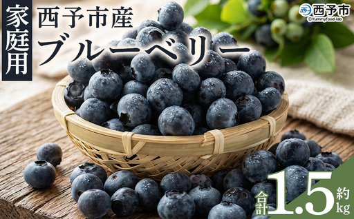 [愛媛県西予市産 ブルーベリー ご家庭用 合計約1.5kg]『7月下旬〜8月迄に順次出荷予定』訳あり 果物 フルーツ くだもの 生ブルーベリー 旬 フレッシュ 甘酸っぱい 実 ヨーグルト ご自宅 お取り寄せ 国産 デザート 宇都宮物産 愛媛県 西予市 [冷蔵]UUB0109