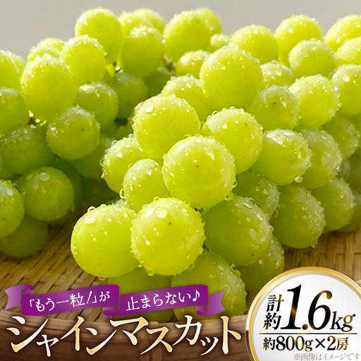 シャインマスカット 大粒 種なし 約800g 2p 計1.6kg