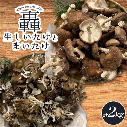 規格サイズにこだわらない轟生しいたけ 1kg と轟まいたけ ほぐし 1kg きのこ キノコ 野菜 食品 F21E-532