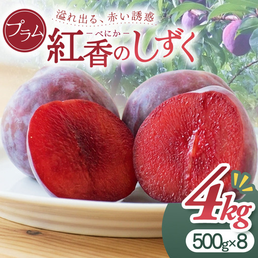 プラム(すもも)「紅香(べにか)のしずく」 8月中旬発送開始予定
