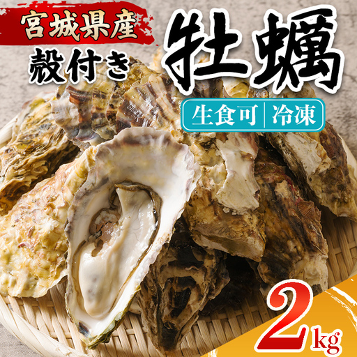 殻付き牡蠣(生食用)冷凍 2kg 生牡蠣 宮城県産 牡蛎 牡蠣 カキ かき 生食 オイスター カキフライ 牡蠣鍋 海鮮 国産 魚貝類 バーベキュー BBQ [カタクチ商店株式会社]ta734