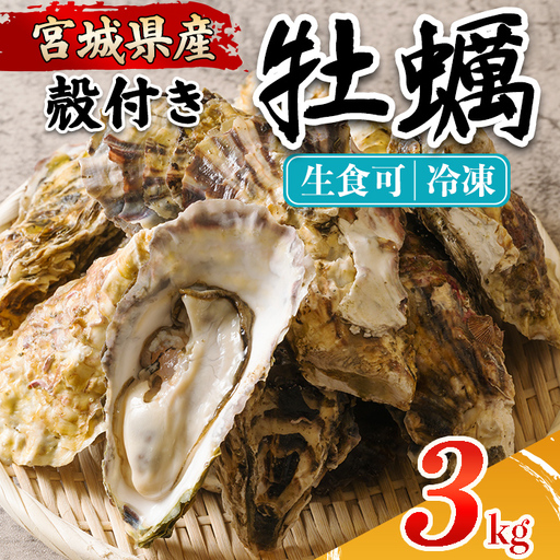 殻付き牡蠣（生食用）冷凍 3kg 生牡蠣 宮城県産 牡蛎 牡蠣 カキ かき 生食 オイスター カキフライ 牡蠣鍋 海鮮 国産 魚貝類 バーベキュー BBQ 【カタクチ商店株式会社】ta735
