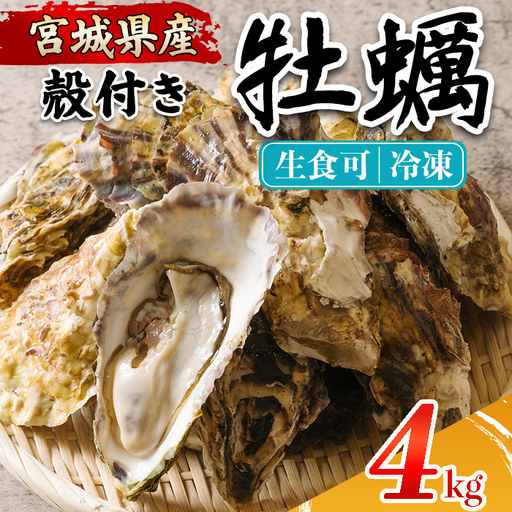 殻付き牡蠣（生食用）冷凍 4kg 生牡蠣 宮城県産 牡蛎 牡蠣 カキ かき 生食 オイスター カキフライ 牡蠣鍋 海鮮 国産 魚貝類 バーベキュー BBQ 【カタクチ商店株式会社】ta736