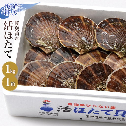 活ほたて 1kg入 1箱 [平内町漁業協同組合] ホタテ ほたて 帆立 活ホタテ 人気 生ほたて 生 刺身 貝 貝柱 殻付き 海鮮 新鮮 広場 魚介 青森県 平内町 東北 むつ湾 陸奥湾 漁協 BBQ バーベキュー キャンプ おすすめ F21J-384