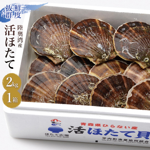 活ほたて 2kg入 1箱 【平内町漁業協同組合】 ホタテ ほたて 帆立 活ホタテ 人気 生ほたて 生ホタテ 刺身 貝 貝柱 殻付き 海鮮 新鮮 ほたて広場 魚介 青森県 平内町 東北 むつ湾 陸奥湾 漁協 BBQ バーベキュー キャンプ おすすめ F21J-385