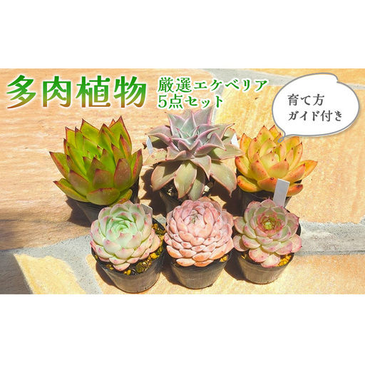 多肉植物 厳選エケベリア5点セット(育て方ガイド付き)